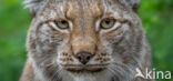 Euraziatische lynx (Lynx lynx)