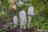 Geschubde inktzwam (Coprinus comatus)