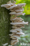 Bleke oesterzwam (Pleurotus pulmonarius)