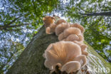 Bleke oesterzwam (Pleurotus pulmonarius)