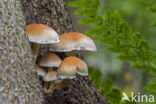 Dwergzwavelkop (Psilocybe fascicularis var. pusilla)