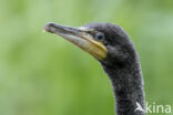 Aalscholver (Phalacrocorax carbo)