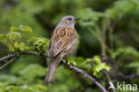 Heggemus (Prunella modularis)