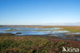 Verdronken Land van Saeftinghe