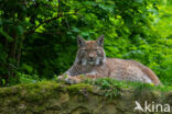 Euraziatische lynx (Lynx lynx)