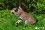 Euraziatische lynx (Lynx lynx)