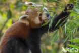 Kleine panda (Ailurus fulgens)