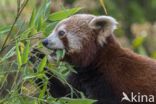 Kleine panda (Ailurus fulgens)