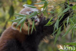 Kleine panda (Ailurus fulgens)