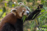 Kleine panda (Ailurus fulgens)