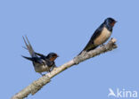 Boerenzwaluw (Hirundo rustica)