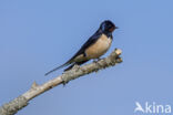 Boerenzwaluw (Hirundo rustica)