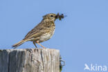 Graspieper (Anthus pratensis)