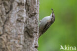 Boomkruiper (Certhia brachydactyla)