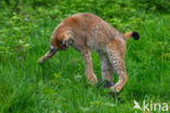 Euraziatische lynx (Lynx lynx)