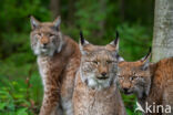 Euraziatische lynx (Lynx lynx)