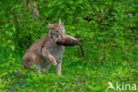 Euraziatische lynx (Lynx lynx)