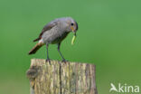 Zwarte Roodstaart (Phoenicurus ochruros)