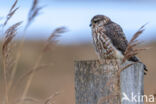 Smelleken (Falco columbarius)