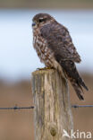 Smelleken (Falco columbarius)