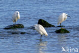 Kleine Zilverreiger (Egretta garzetta)