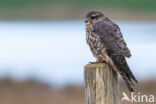 Smelleken (Falco columbarius)