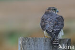 Smelleken (Falco columbarius)