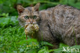 Wilde kat (Felis silvestris)