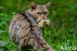 Wilde kat (Felis silvestris)