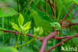 Europese boomkikker (Hyla arborea)