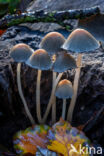 Gewone glimmerinktzwam (Coprinus micaceus)