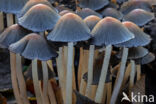 Gewone glimmerinktzwam (Coprinus micaceus)