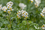 Aardappel (Solanum tuberosum)