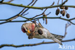 Barmsijs (Carduelis flammea)