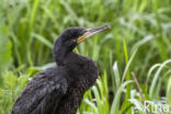 Aalscholver (Phalacrocorax carbo)