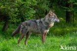 Europese wolf (Canis lupus lupus)