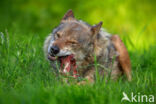 Europese wolf (Canis lupus lupus)