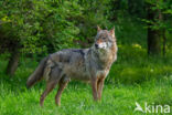 Europese wolf (Canis lupus lupus)