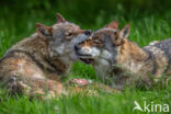 Europese wolf (Canis lupus lupus)