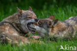 Europese wolf (Canis lupus lupus)