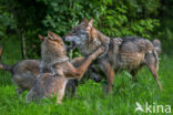 Europese wolf (Canis lupus lupus)