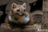 Bunzing (Mustela putorius)