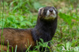 Bunzing (Mustela putorius)