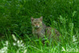 Wilde kat (Felis silvestris)