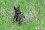 Ree (Capreolus capreolus)