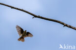 Boompieper (Anthus trivialis)