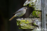 Zwarte Roodstaart (Phoenicurus ochruros)