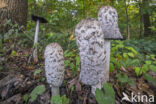 Geschubde inktzwam (Coprinus comatus)