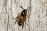 Rode Wesp (Vespula rufa)