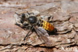 gouden dennenstamjager (choerades ignea)